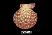 藏品(油畫海扇蛤)的圖片